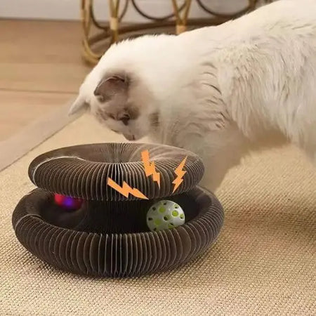 Pawdia Kurlz