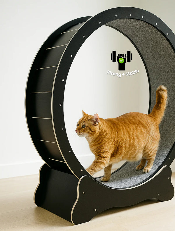 Pawdia Wheelz Adventure