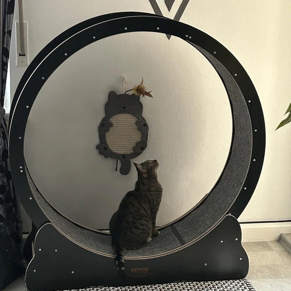 Pawdia Wheelz Adventure